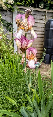 Iris germanica benton - germanica, lorna