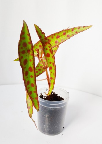 Begonia amphioxus live plant - begonia,