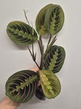 Maranta Fascinator Tricolour | Prayer Houseplant | Rooted Cutting | Bare Rooted