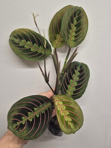Maranta fascinator tricolour - tricolour, |
