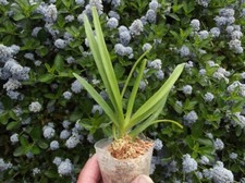 Rare Vanda Kupperi var. alba orchid plant  FS , not in bloom
