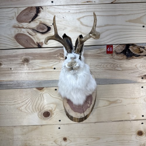 Authentic jackalope - ❤️authentic,