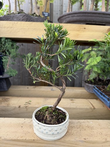 Evergreen bonsai tree - bonsai, white