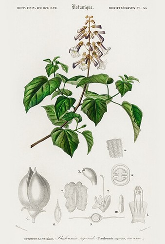 Empress tree paulownia - empress,