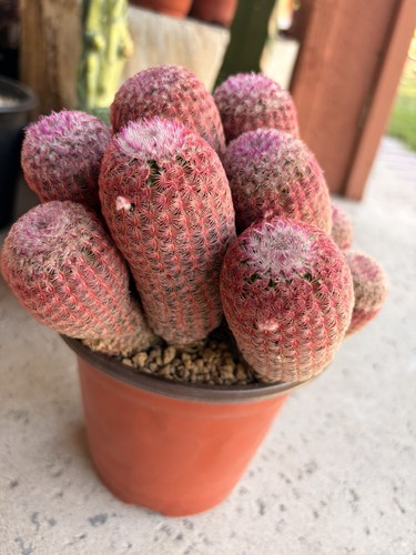 Rare rainbow cactus cluster - rare,