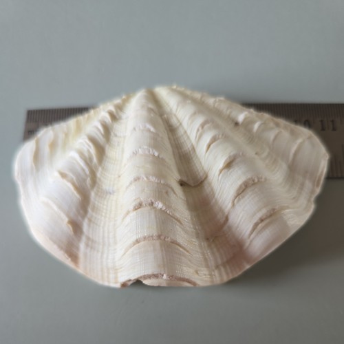 Vintage fluted clam shell - vintage,
