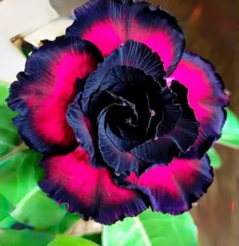 Black rubies desert - black, rose