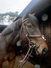 Equipe Brass Grackle Bridle