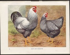 Chicken Print of Silver Laced