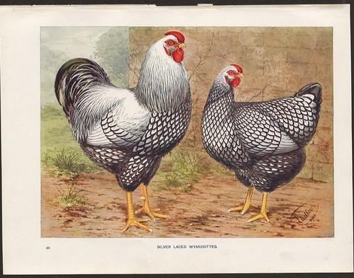 Chicken print silver laced - of,