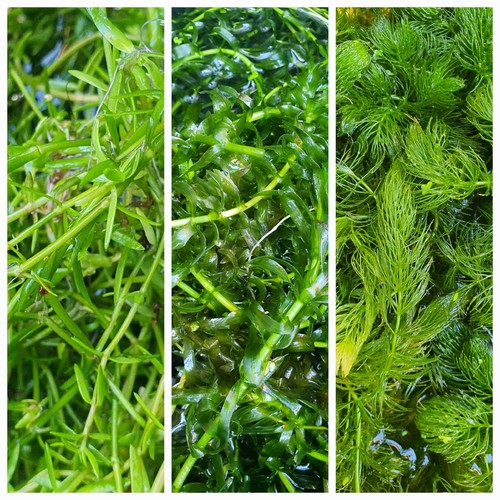 Oxygenating pond aquarium - oxygenating,