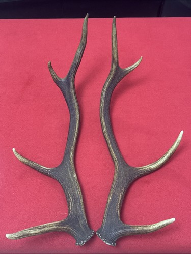 Pair red deer antlers - pair, 595g