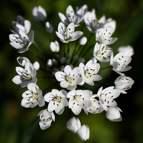 White allium - x,