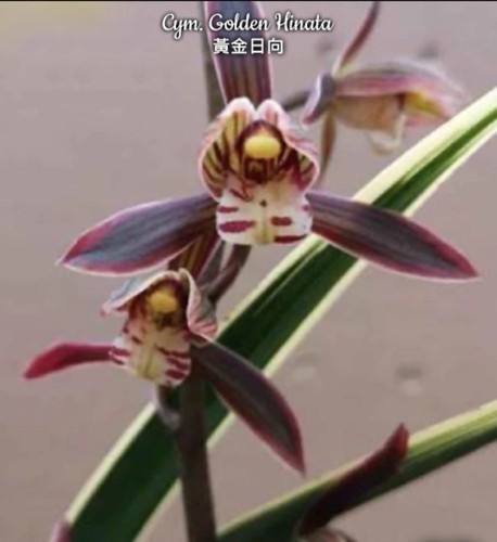 Cymbidium golden hinata - golden,