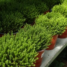 Hebe 'Emerald Green / Emerald