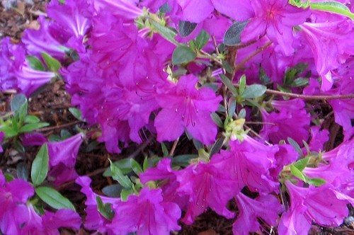 Japanese azalea collection - collection, 3