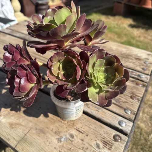 Aeonium schwarzkopf arboreum - aeonium,