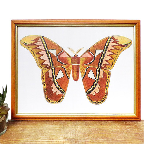 Butterfly art print framed - print,