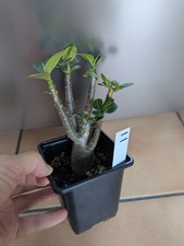 Adenium Arabicum/Desert