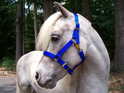 Miniature horse adjustable - miniature,