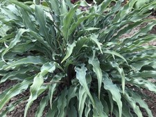 Hosta Silly String  ( Pot