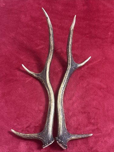 Pair red deer antlers 406g - antlers,