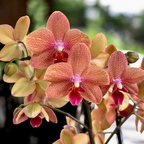Phalaenopsis sunset love 1 - sunset,