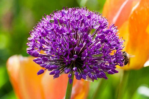 Allium purple sensation - x,