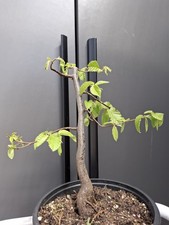 Part trained hornbeam - hornbeam, bonsai