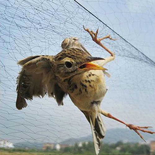 Bird net anti - net, catcher