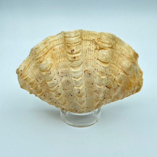 Scaley clam shell - scaley,