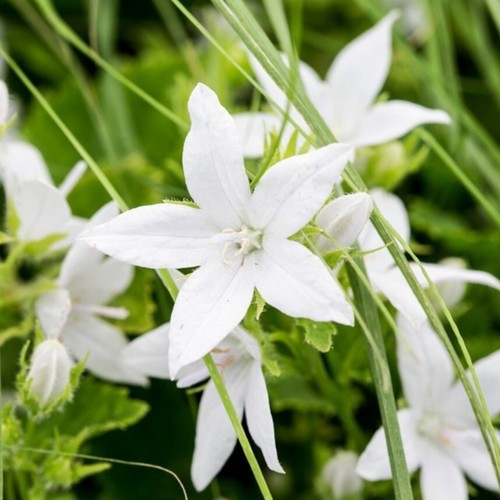 Campanula plug plants - plug,