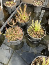 Drosera Collection  3 Plants