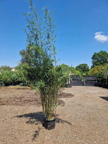 Fargesia robusta campbell - robusta,