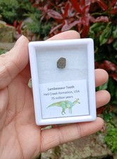 Lambeosaur Dinosaur Tooth