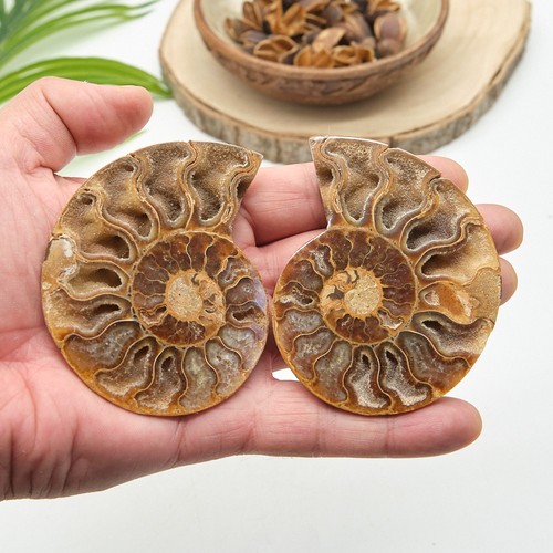 Polished ammonite fossil pair - polished,