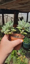 Crassula mesembryanthemoides