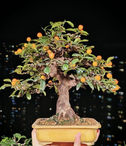 Chinese fortunella venosa - ,