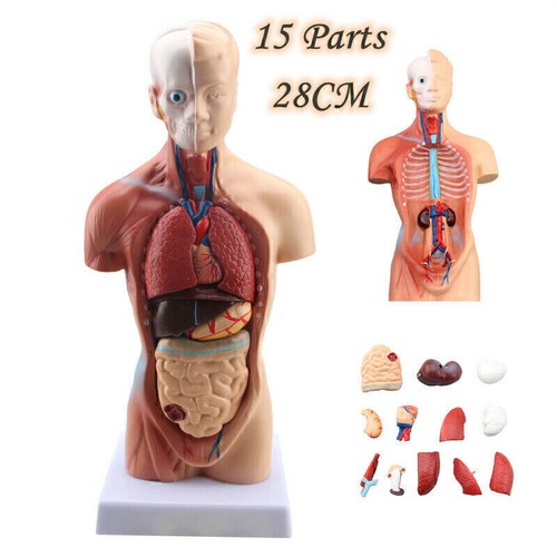 Human 28cm unisex torso - 28cm,