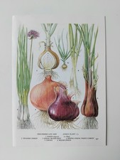Botanical Print Chives Onion