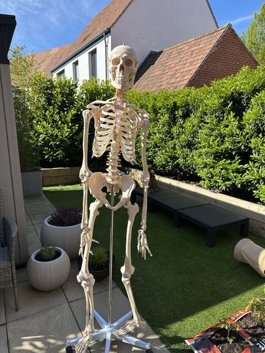 Anatomical full sized medical - full,