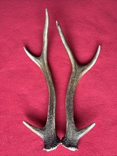 PAIR OF SIKA DEER ANTLERS 185g.   approx. 26/28cm.