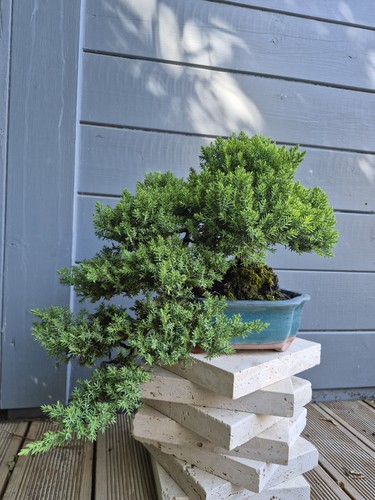 Juniperus chinensis semi - juniperus,