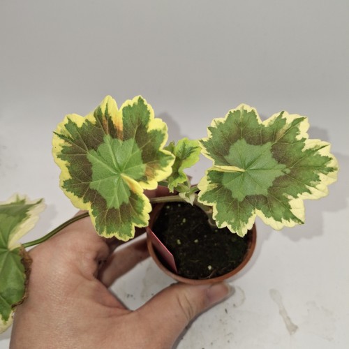 Pelargonium mrs pollock plant - pollock,