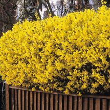 2x Forsythia intermedia 'Spectabilis' Jumbo Plug Plants