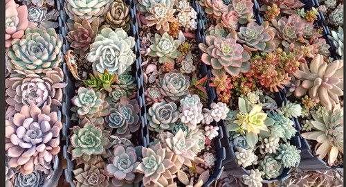 10x named unrooted succulent - 10x,