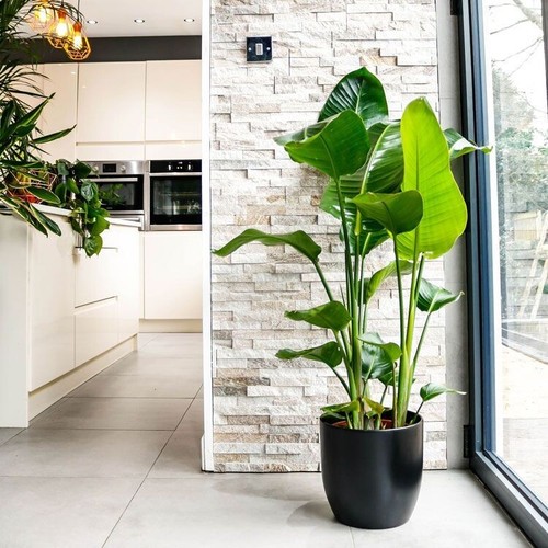 Large strelitzia nicolai - strelitzia,