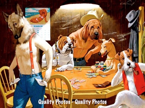 Dog broke losing cards - broke,