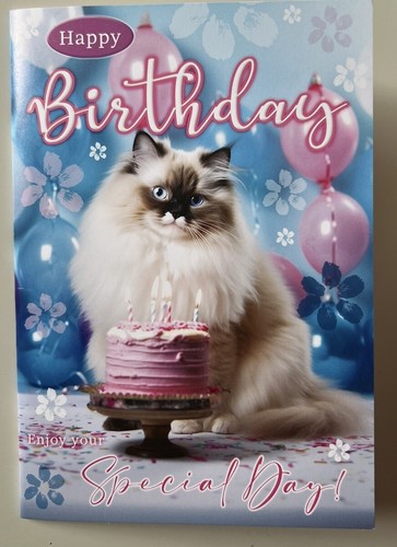 Cute fluffy ragdoll long - fluffy,