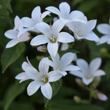 Campanula lactiflora 'Assendon